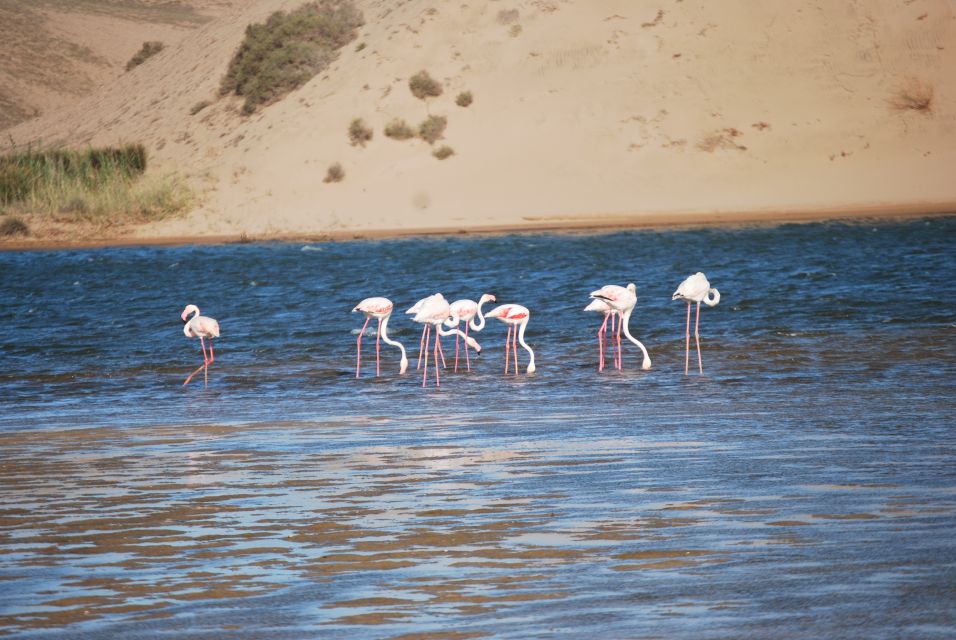 1 from agadir souss massa park bird watching private tour From Agadir: Souss-Massa Park Bird Watching Private Tour