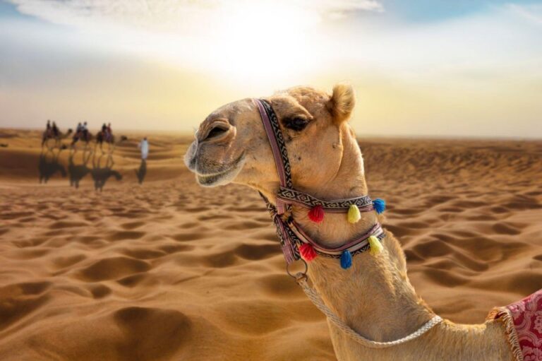 From Agadir/Taghazout: Sahara Sand Dunes With Transfer