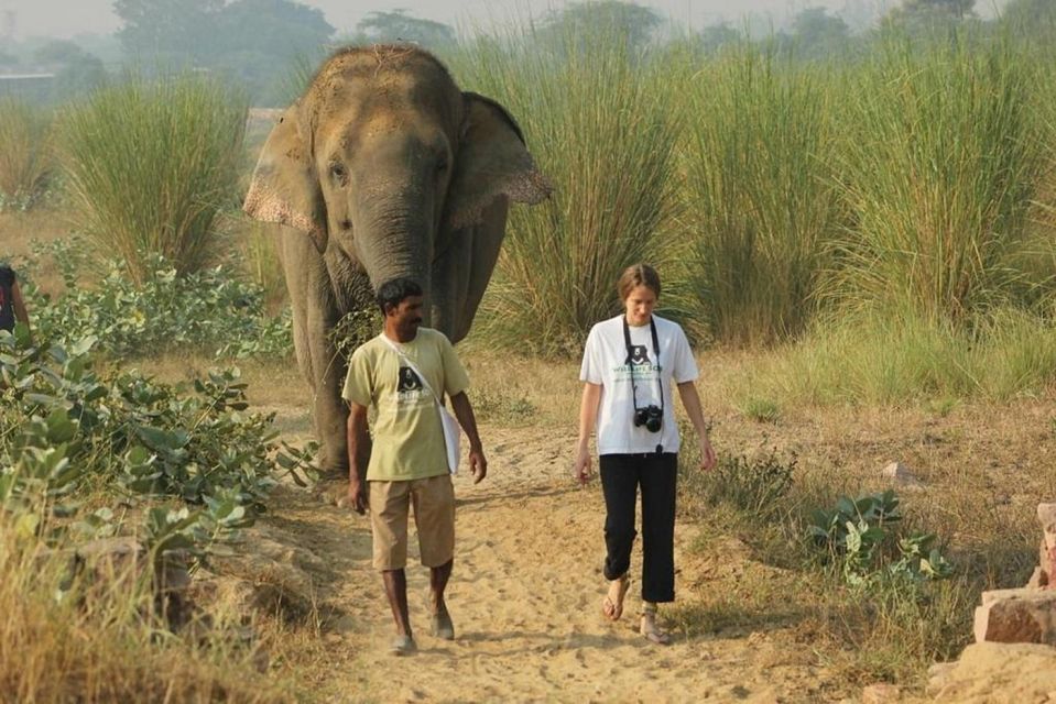 From Agra: Visit to Wildlife SOS Elephant Conservation Trip - Visitor Experience at Wildlife SOS