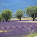 1 from aix en provence lavender experience gorges du verdon From Aix-En-Provence: Lavender Experience & Gorges Du Verdon