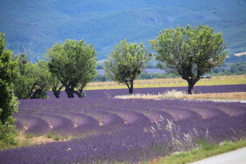 1 from aix en provence lavender experience gorges du verdon From Aix-En-Provence: Lavender Experience & Gorges Du Verdon