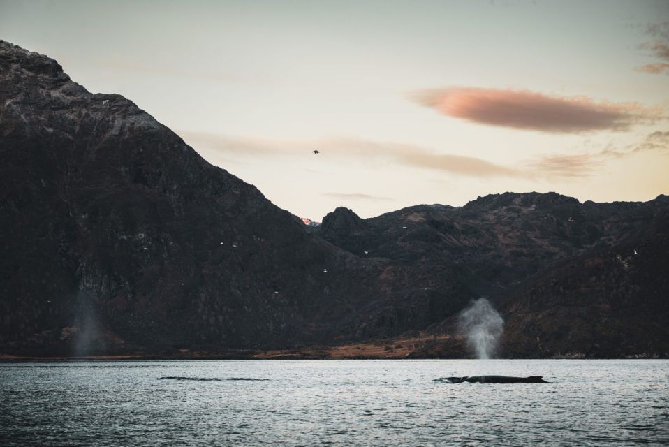 From Alta: Fjord & Whale Adventure