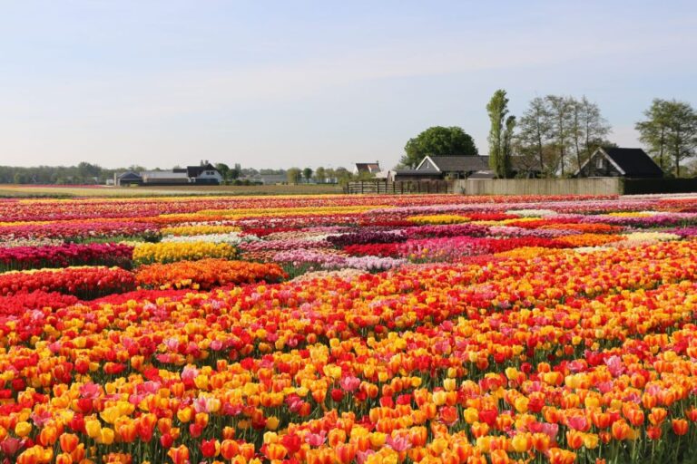 From Amsterdam: Private Keukenhof and Tulip Experience Tour