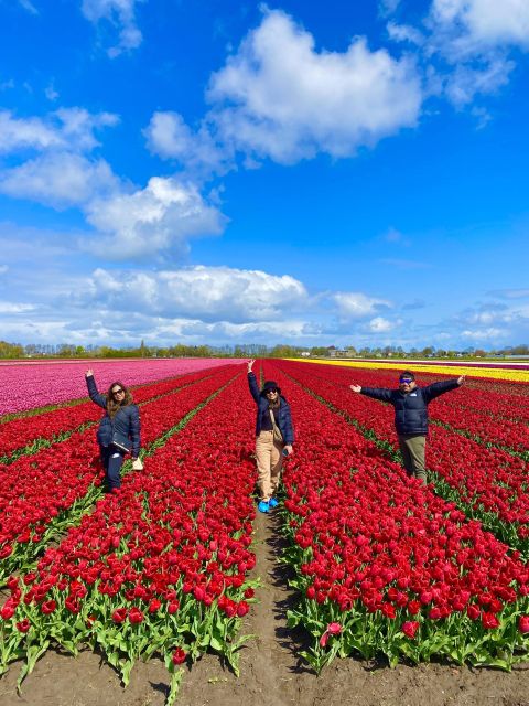 From Amsterdam: Tulip Fields and Windmill Tour With Lunch