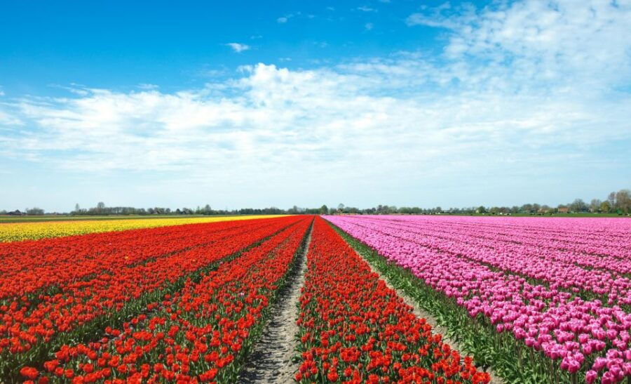 From Amsterdam: Tulip Fields of Holland Tour