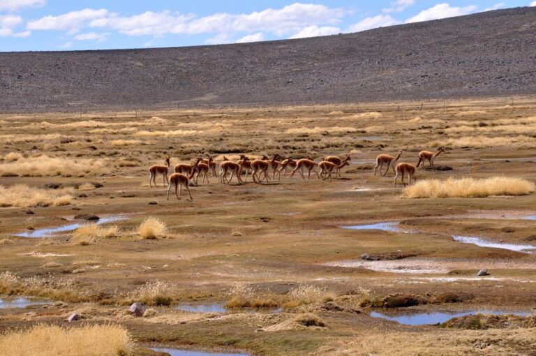 From Arequipa: Day Trip to Salinas and Aguada Blanca