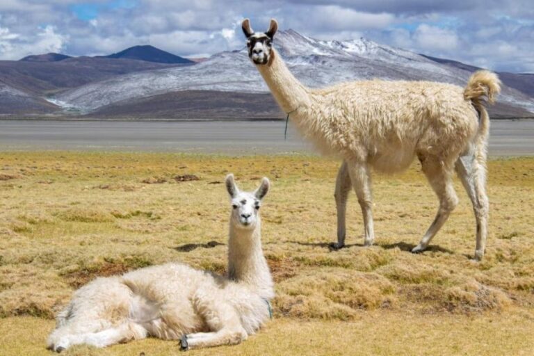 From Arequipa: Excursion to Salinas Lagoon