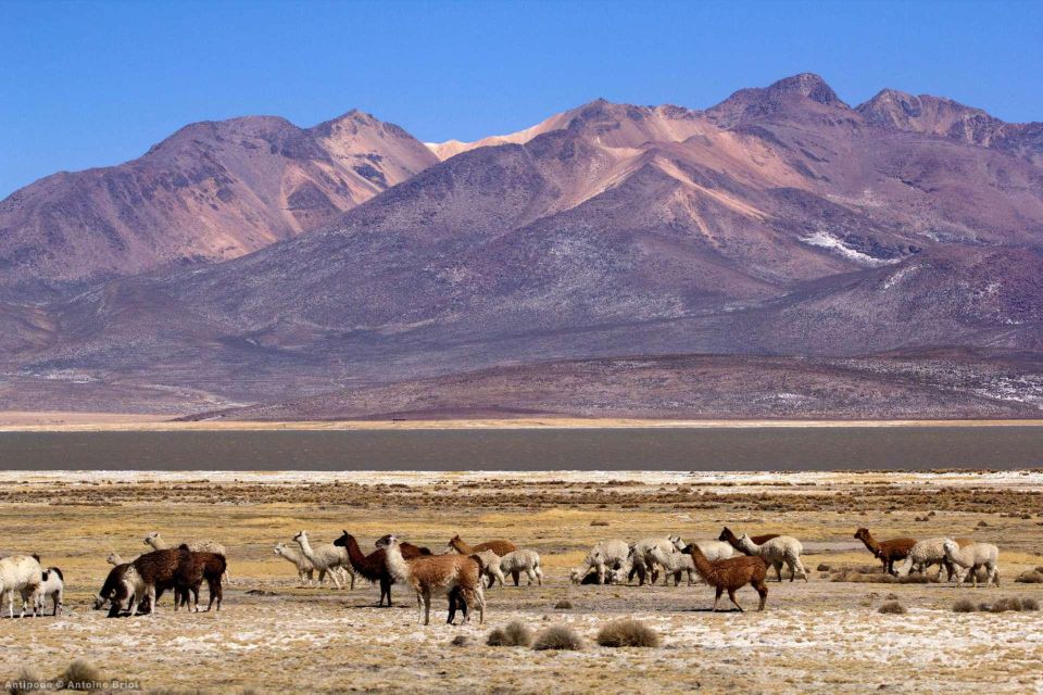 1 from arequipa full day salinas lagoon From Arequipa Full Day Salinas Lagoon Excursion