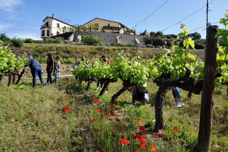 From Barcelona: Sailing and E-Bike Winery Tour With Tastings