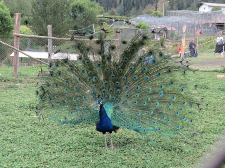 From Cajamarca: Porcon Farm