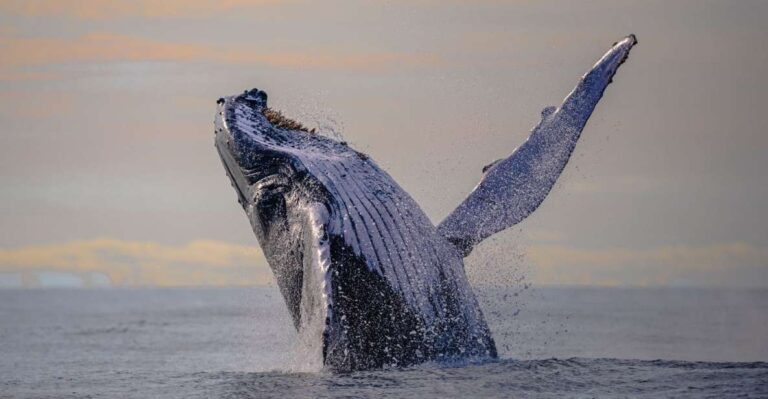 From Cali: Whale Watching Day Trip in Buenaventura