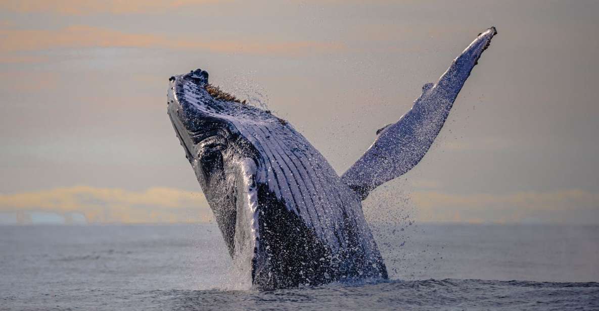 1 from cali whale watching day trip in buenaventura From Cali: Whale Watching Day Trip in Buenaventura