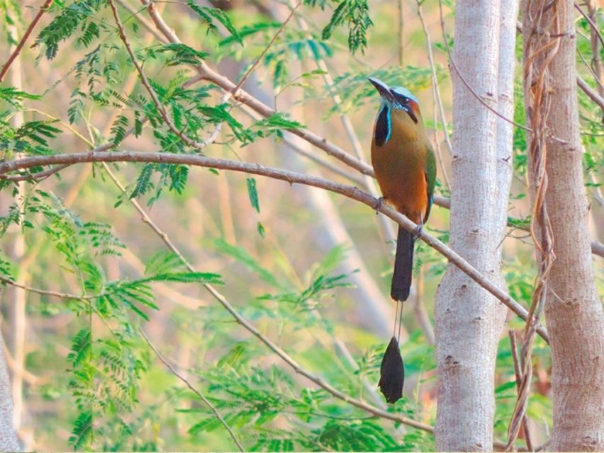 From Campeche: Xtampak, Hopelchén and Tohcok Tour - Tour Details