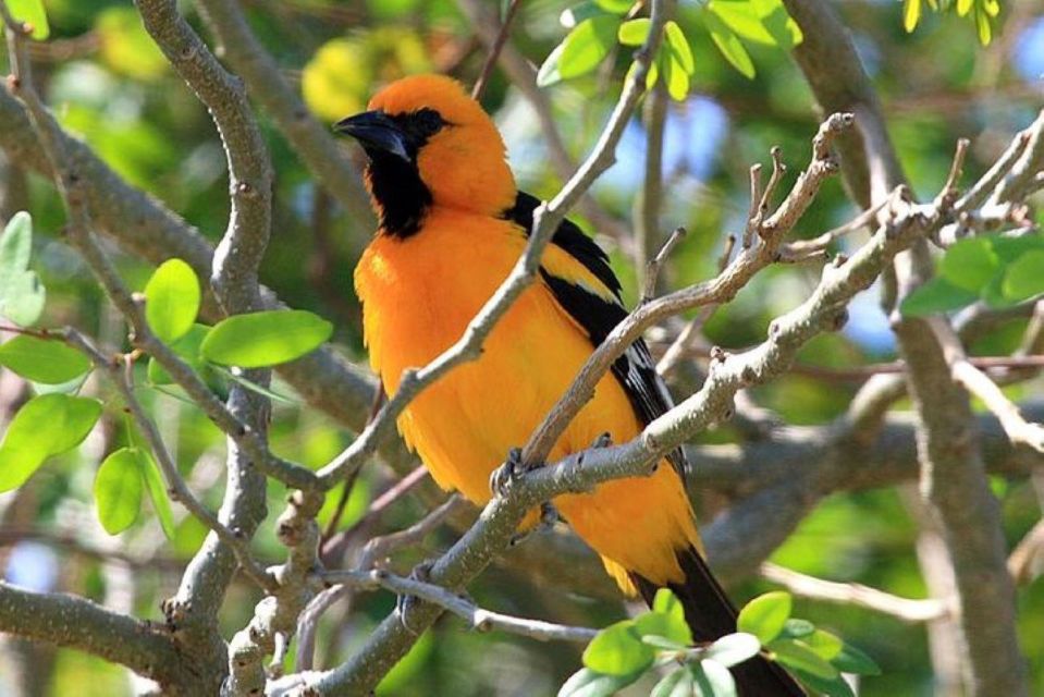1 from cancun bird watching day tour From Cancun: Bird Watching Day Tour