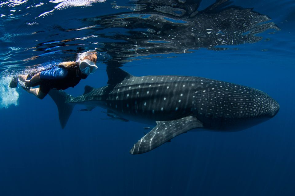 1 from cancun riviera maya guided whale shark snorkeling tour From Cancun/Riviera Maya: Guided Whale Shark Snorkeling Tour