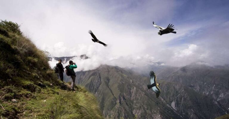 From Cusco: Condor Sighting in Chonta
