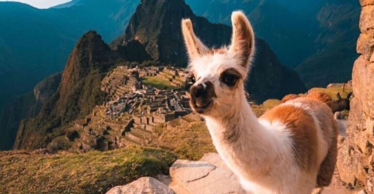 From Cusco: Machu Picchu Private Full-Day Tour With Transfer