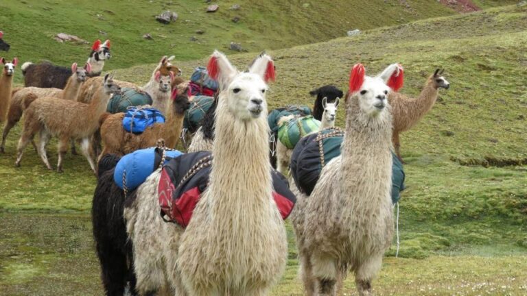 From Cusco: Rainbow Mountain 1-Day Breakfast and Lunch