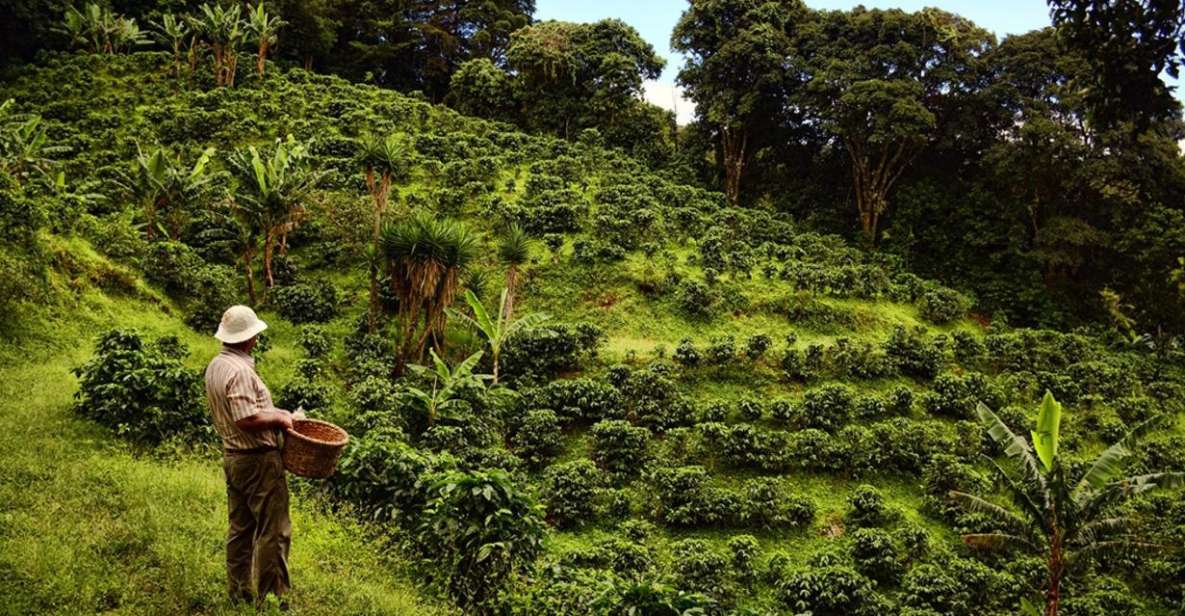 From Farm to Cup: The Ultimate Coffee Tour - Experience Highlights