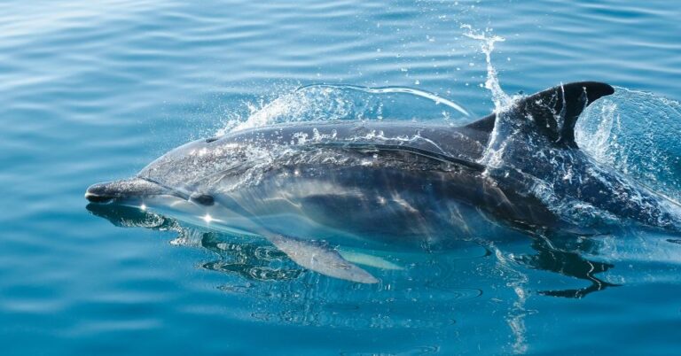 From Fažana: Dolphin Sunset Cruise to Brijuni National Park