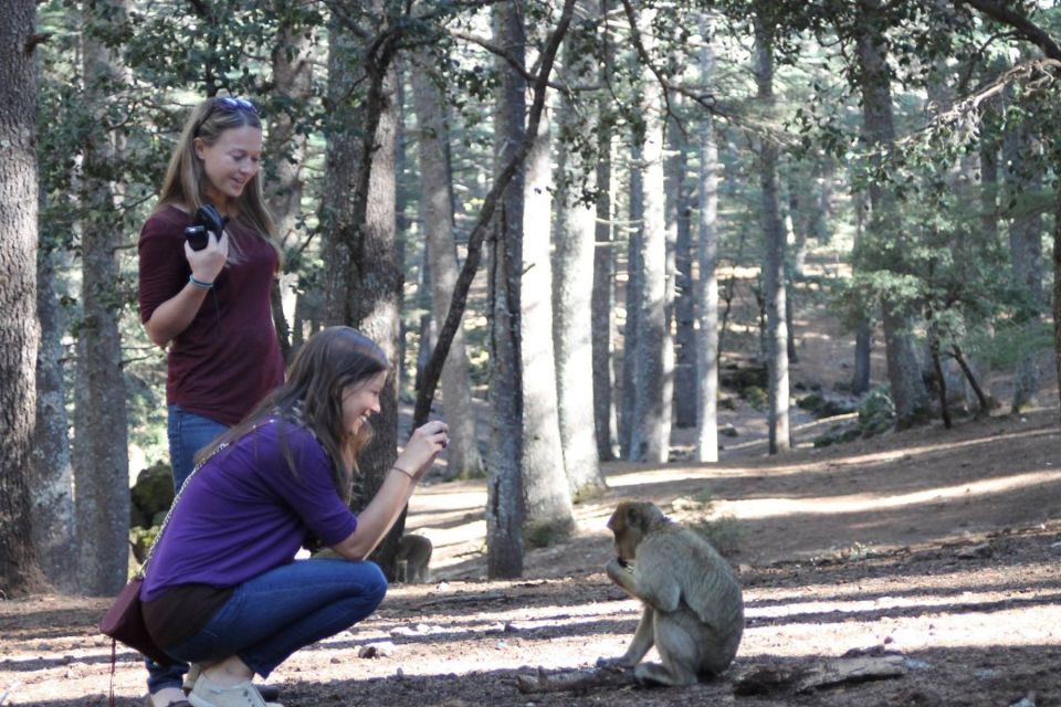 From Fez: Middle Atlas Day Trip With Ifrane National Park