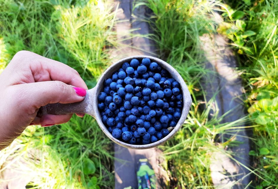 From Helsinki: Berry Picking Day Trip in a National Park - Experience Highlights