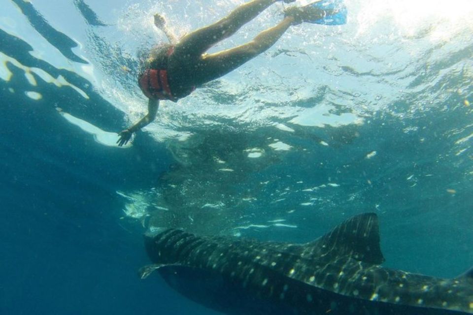 1 from holbox island whale shark tour From Holbox Island: Whale Shark Tour