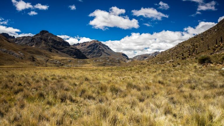 From Huaraz: Glacier Pastoruri and Puya Raimondi Day Tour