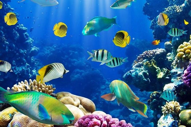 From Hurghada: Paradise Island Full-Day Snorkeling Tour