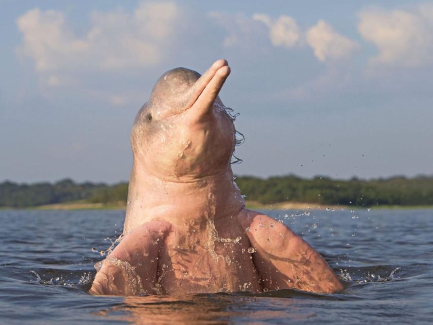 1 from iquitos 4 day yanayacu river tour with bird watching From Iquitos 4 Day Yanayacu River Tour With Bird Watching