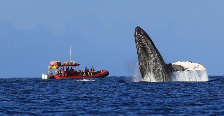From Kihei: Guided Humpback Whale Migration Cruise