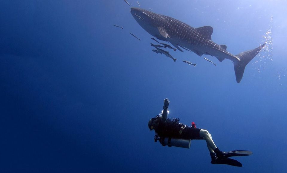 1 from koh kood certified dive trip From Koh Kood: Certified Dive Trip