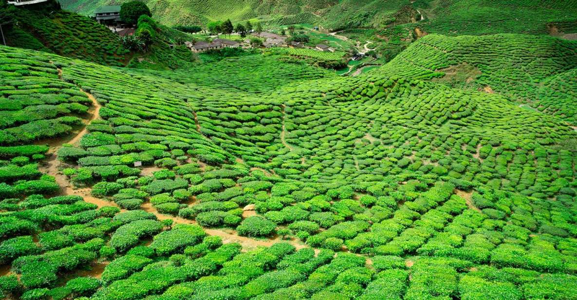 1 from kuala lumpur cameron highlands private day tour From Kuala Lumpur: Cameron Highlands Private Day Tour