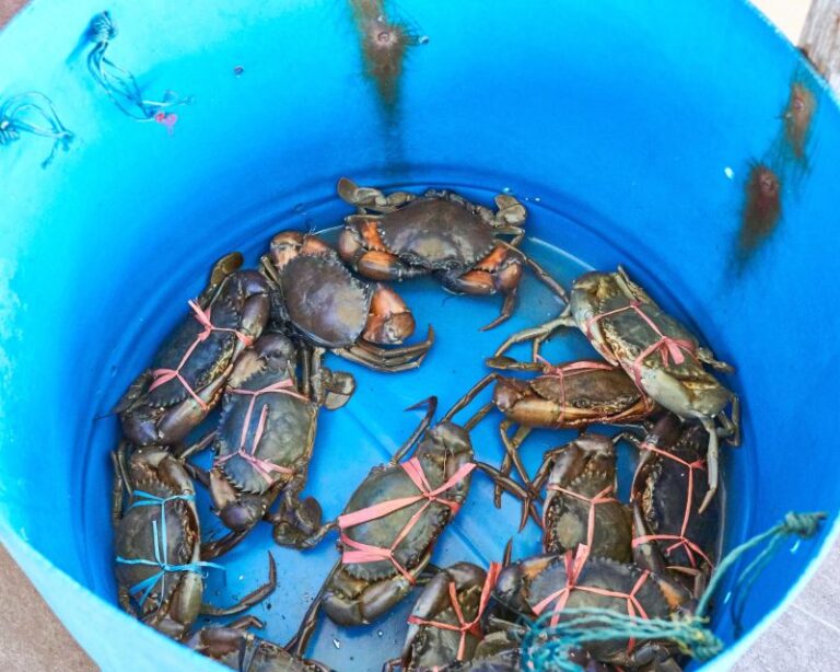 From Kuala Lumpur: Crab Island Tour With Seafood Lunch