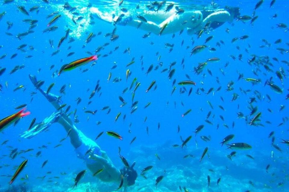 1 from la paz whale sharks sea lions balandra beach combo From La Paz: Whale Sharks, Sea Lions & Balandra Beach Combo