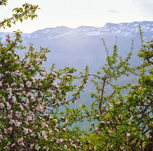 From Lofthus: Hardangerfjord Sightseeing Cruise