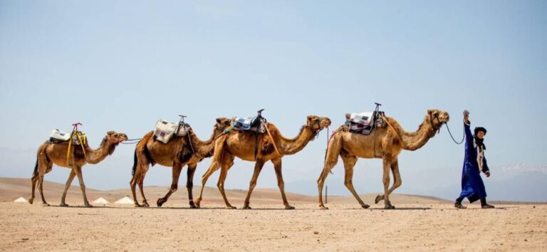 From Marrakech: 1-Hour Sunset Camel Ride in Agafay Desert