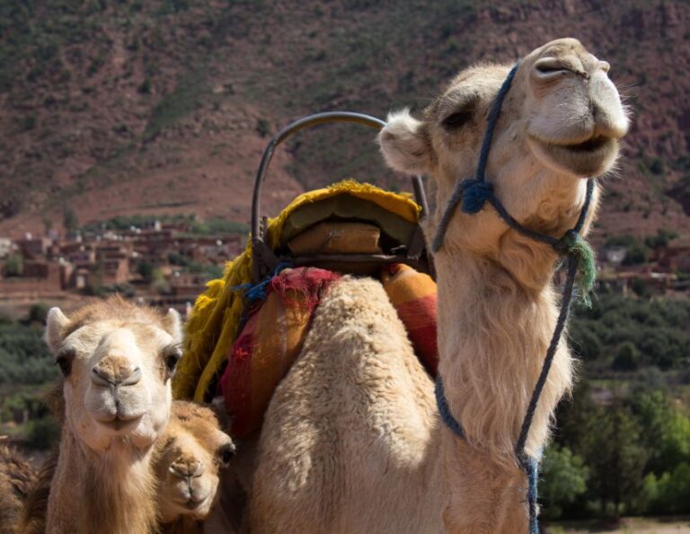From Marrakech: 2-Day Sahara Desert Trip With Camel Ride