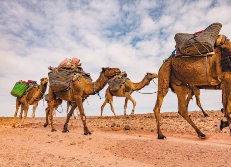 From Marrakech: 2 Day Trip to Zagora Desert