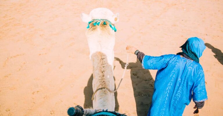 From Marrakech: Camel in Agafay Desert