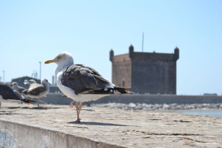 From Marrakech: Day Trip to the Coastal Town of Essaouira