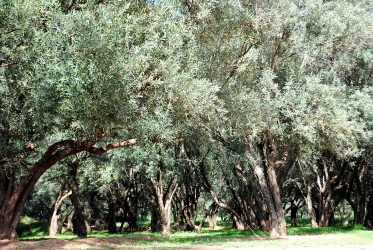 From Marrakech: Ouzoud Waterfalls Guided Tour & Boat Ride