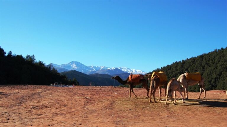 From Marrakech : Private 1-Day Trip Ourika Valley With Lunch