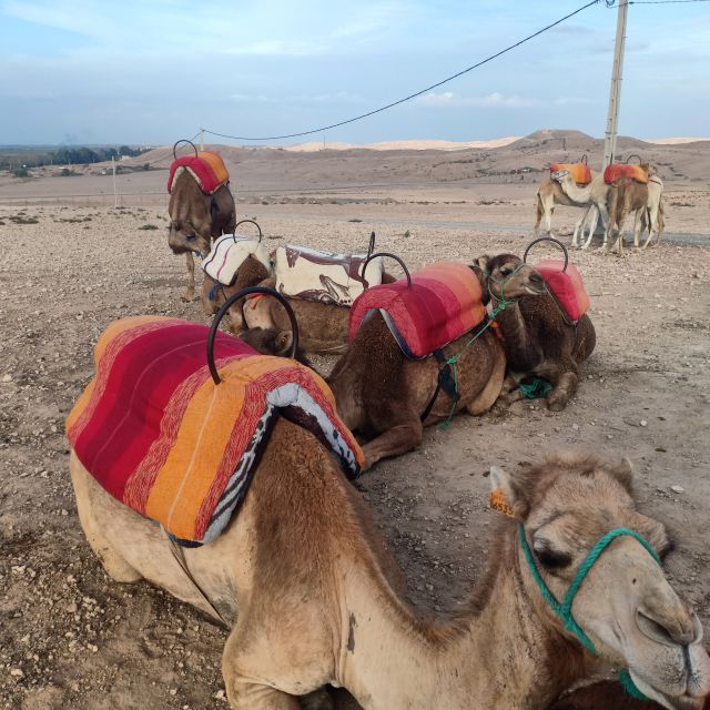 From Marrakesh: Sunset Camel Ride in the Agafay Desert