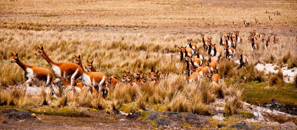 From Nazca Excursion to Pampa Galeras Barbara D'Achille - Rich Wildlife and Conservation Efforts