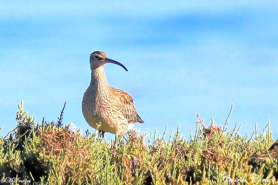 1 from olhao 3 islands boat trip ria formosa From Olhão: 3 Islands Boat Trip Ria Formosa