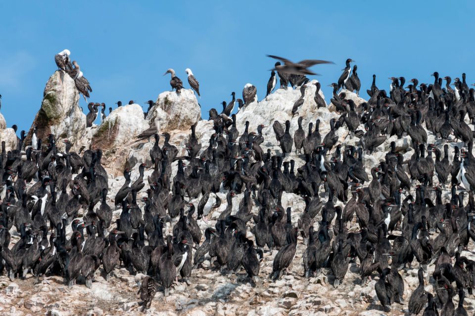 1 from paracas ballestas island marine wildlife watching From Paracas: Ballestas Island Marine Wildlife Watching