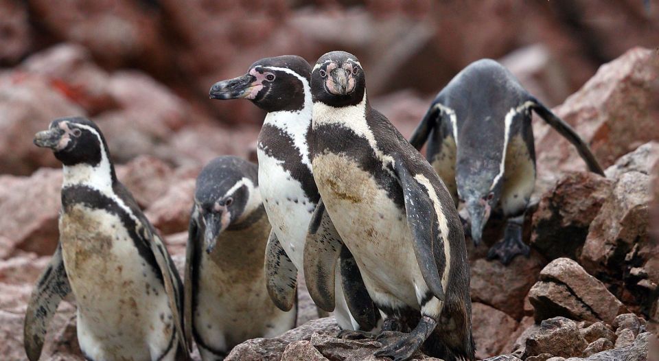 1 from paracas ballestas islands and tambo colorado tour From Paracas: Ballestas Islands and Tambo Colorado Tour