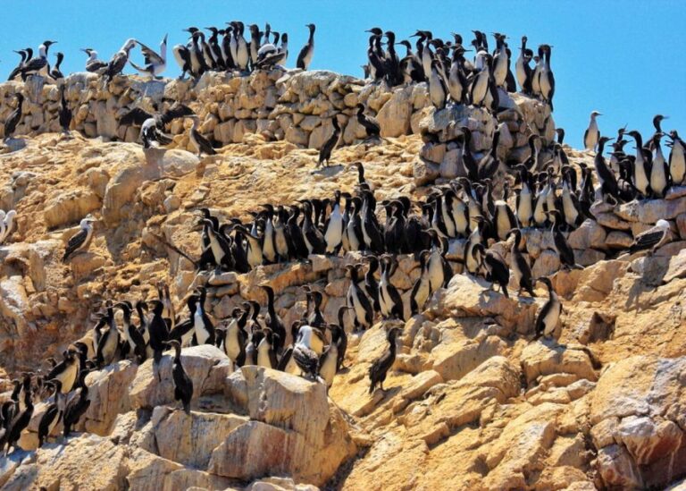 From Paracas: Ballestas Islands Guided Boat Tour