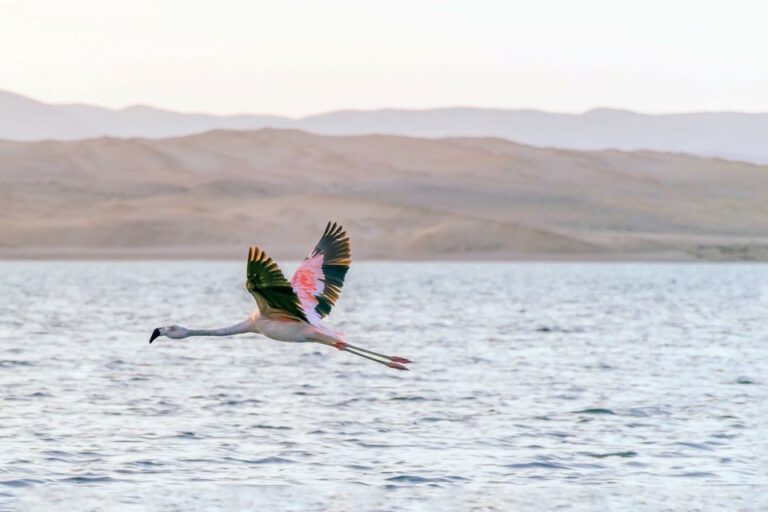 From Paracas: Ballestas Islands & Paracas National Reserve